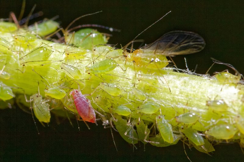Aphids on a leaf