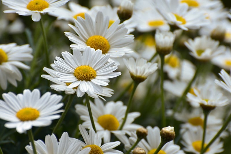 Flower in sunlight
