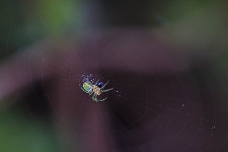Spider mites on a leaf