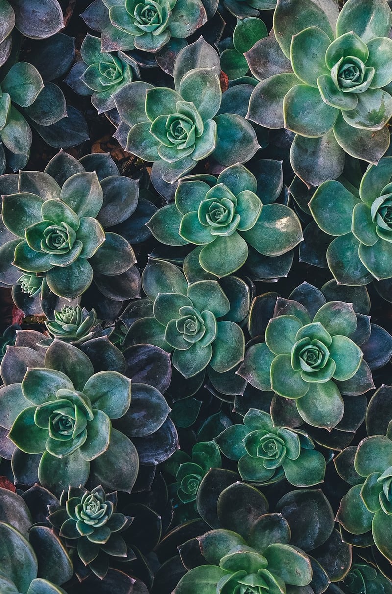 Succulent Terrarium